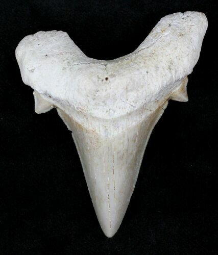 Otodus Shark Tooth Fossil - Eocene #22665